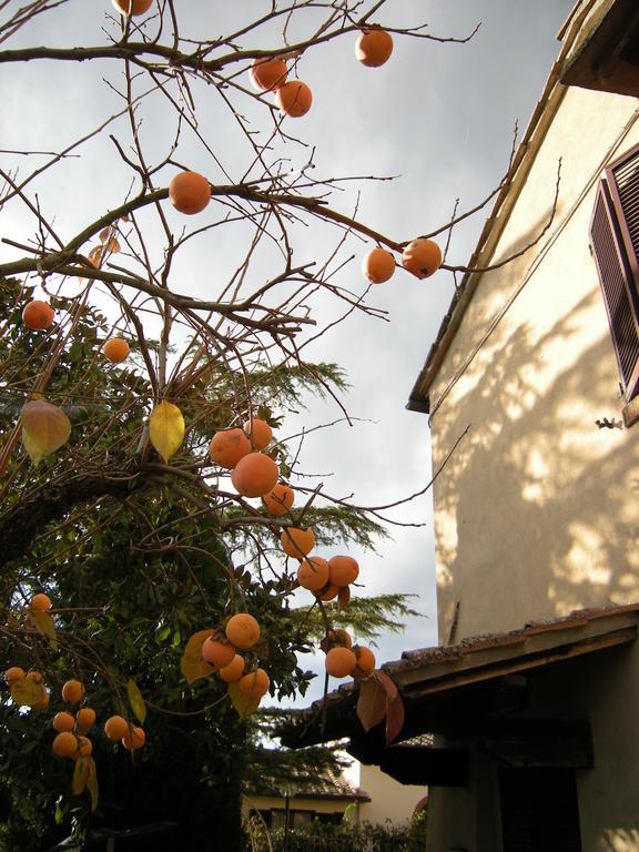 Agriturismo Il Colle Сиена Стая снимка